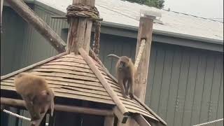 YORKSHIRE WILDLIFE PARK DONCASTER 02092024 [upl. by Kenton]