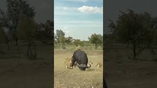 Bison vs Lion  Wild Animal Zero Distance  Animal Combat Power Competition  The cow’s temper ca [upl. by Ajet722]