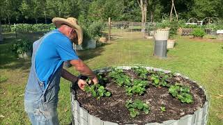 TIP for Growing Beautiful Strawberries  How to Grow Strawberries in Raised Beds and Containers [upl. by Maxey]