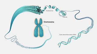 La cromatina curso de biología molecular [upl. by Aemat794]