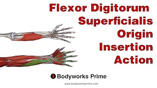 Flexor Digitorum Superficialis Anatomy Origin Insertion amp Action [upl. by Annabell]