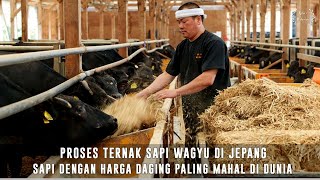 Proses Ternak Sapi Wagyu di Jepang  Daging Sapi Termahal di Dunia [upl. by Emylee]