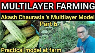 MULTILAYER FARMING  PART 6  AKASH CHAURASIA S MULTI LAYER MODEL  PRACTICAL MODEL AT FARM [upl. by Hsivat]