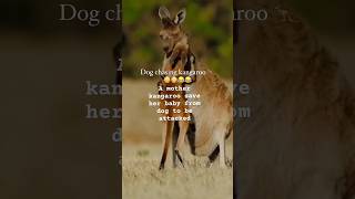 Dog Chasing a kangaroo to attack but lucky mother kangaroo save her babyshots [upl. by Oam]