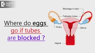 Ovulation  Nucleus Health [upl. by Nonnelg732]