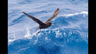 Petrels in flight on the Flock to Marion 2022 Mouse free Marion Southern Ocean Marion Island [upl. by Adaran]