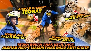 ALSHAD DI SERET TEONA DI KANDANG HARIMAU  SUDAH DI BATAS MAKSIMAL ALSHAD [upl. by Marchak]