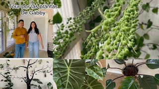 tour por las plantas de Gabby [upl. by Layol38]