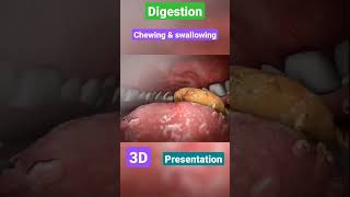 Digestive system  gastrointestinal  physiology anatomy mbbs love neet doctor [upl. by Esila]