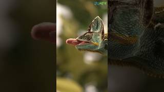 chameleon hunting its prey ✨🦎viral youtube fypシ animals biology online [upl. by Barr]