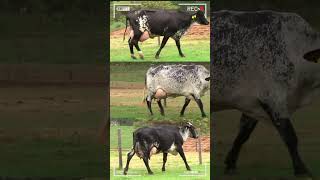 🔴 GIROLANDO Gyr X Holstein ✅ Vacas Lecheras [upl. by Demeter817]