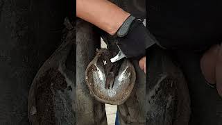 How To Treat a Hoof with Trush  Mustad Tips amp Tricks [upl. by Eimak79]