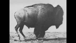 Buffalo Running 1883 Eadweard Muybridge Very Early Film [upl. by Kerianne]