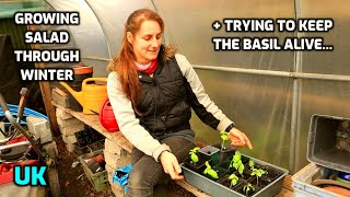 Attempting to grow salad through winter amp keep my Basil plant alive UK [upl. by Gnouhk]