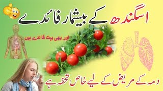 Ashwagandha ke fayde in urdu اسگنده ناگوری کے فائدے [upl. by Yarod]