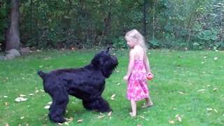 Midnight Solo Black Russian Terrier playing with young girl [upl. by Rebmyt823]