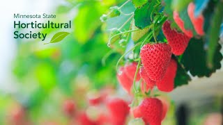 Growing DayNeutral Strawberries [upl. by Goodden]