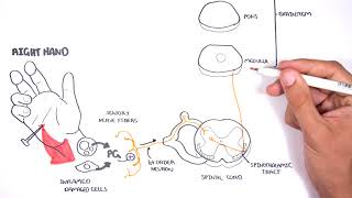 PAIN Physiology  The Ascending Pathway Descending Pain Pathway and the Substantia Gelatinosa [upl. by Novat]