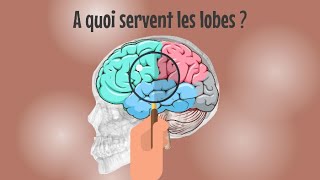 3  Composition 22  A quoi servent les lobes dans le cerveau   Cerveau mode demploi [upl. by Nageek]