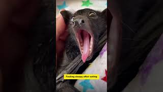 This woman rescued a bat with a broken wing and then this happened animalshorts shortvideo [upl. by Harrow]