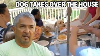 Top Training Tips For Controlling A Dominant Labrador  Cesar 911 Season 1 Ep 1  Part 2 [upl. by Akemehc541]