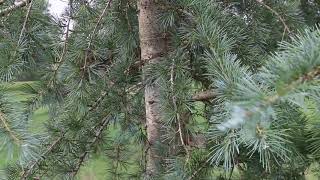 Deodar cedar Cedrus deodara  Plant Identification [upl. by Sailesh]