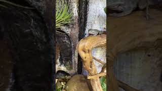 Dumpy tree frog eats in slowmotion [upl. by Eelnyl910]