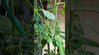 Cherry tomato in pot tomatoplants [upl. by Latnahs]