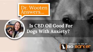 Is CBD Oil Good For Dogs With Anxiety [upl. by Yerffoj]