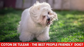 COTON DE TULEAR  THE BEST PEOPLE FRIENDLY DOG [upl. by Icnarf995]