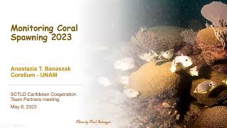 Monitoring Coral Spawning in the Caribbean [upl. by Lahcar]