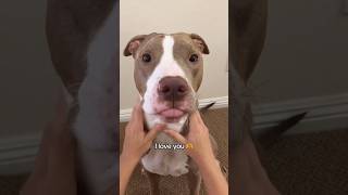 Let them flop 🥰 pitbull dogmom dogs shortvideo short puppy cute cutedog [upl. by Truscott471]