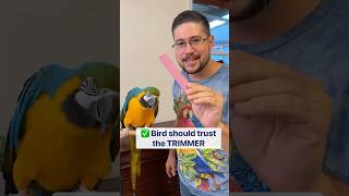 How to Make a Macaw Comfortable with Nail Trims [upl. by Ylecic]