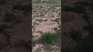 Burrowing owl vs rattlesnake part 2 Coyote ridge Colorado [upl. by Yrol]