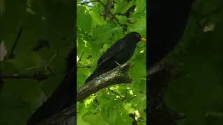 Happy Blackbird 43 🍀 Blackbird Singing 🍀 Relaxing Nature Sounds amsel merle noir birds kos [upl. by Attennaej]