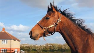 Sound Effects  Horse Whinny  Version 2 [upl. by Philippe]