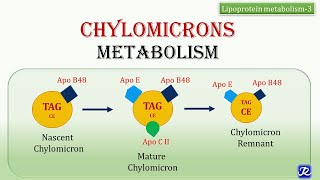 21Chylomicrons Metabolism  Lipid Metabolism  Biochemistry  NJOY Biochemistry [upl. by Tybi]