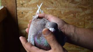 Racing pigeon for sale  Inbred Red Jan Aarden [upl. by Nalad450]