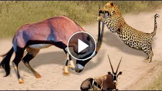 Amazing scimitar oryx protect Teammate From leopard attack [upl. by Wun]