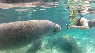 Swimming with Florida manatees [upl. by Nnayecats]