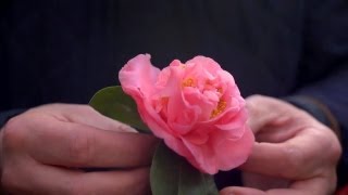 Growing Camellias  At Home With P Allen Smith [upl. by Niryt]