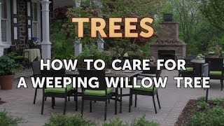 How to Care for a Weeping Willow Tree [upl. by Tayib]