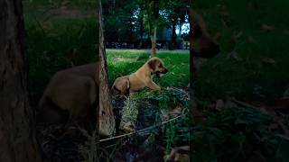 Fit Puppy After Rescue 🛟🐶 streetdogrescue dogrescue doglover dog animallovr shortsfeed yt [upl. by Zosema]