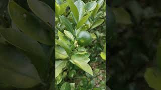 BONSAI LIME OR KALAMANSI shorts shortvideo short youtubeshorts bonsai bonsaitree [upl. by Hazrit]