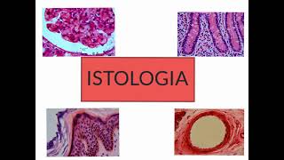 CORSO DI ISTOLOGIA LEZIONE 1 DI 30 EPITELI PARTE 1 [upl. by Macpherson]