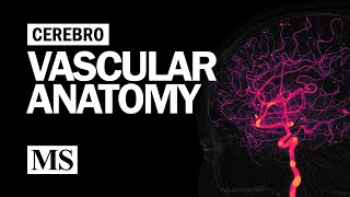 Cerebral Vascular Anatomy And Imaging [upl. by Acnairb]