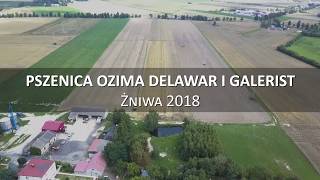 Pszenica ozima Delawar i Galersit żniwa 2018 Kostrogaj kPłocka [upl. by Bagger36]