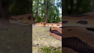 Fall evening with Joker ballpython snake reptiles pets autumncolors [upl. by Patrizio47]