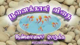 பூனைக்காலி Mucuna Pruriens [upl. by Shum46]