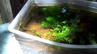 Free Live Fish Food Outdoor Aquatics part II [upl. by Tannie]